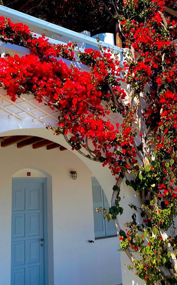 Un bougainvillier rouge à l'hôtel Petali Village à Sifnos