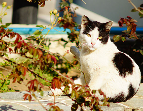 Portrait de chat